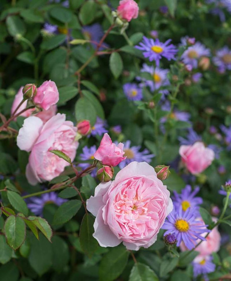 It Mixes Easily With Other Perennials