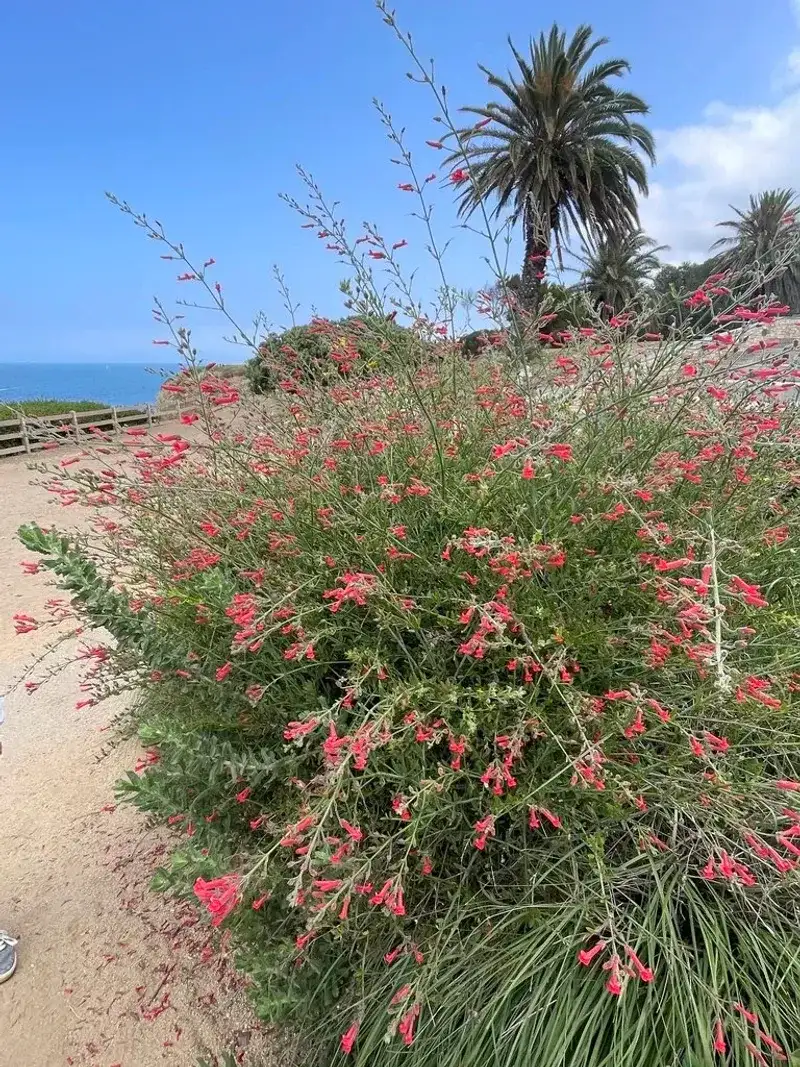It Needs Less Summer Water Than Many Ornamentals It Needs Less Summer Water Than Many Ornamentals