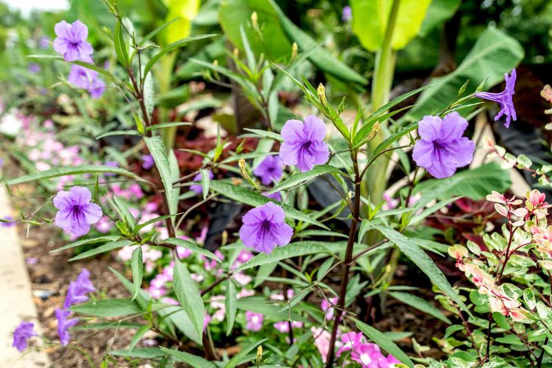 It Offers A Native Alternative To Mexican Petunia