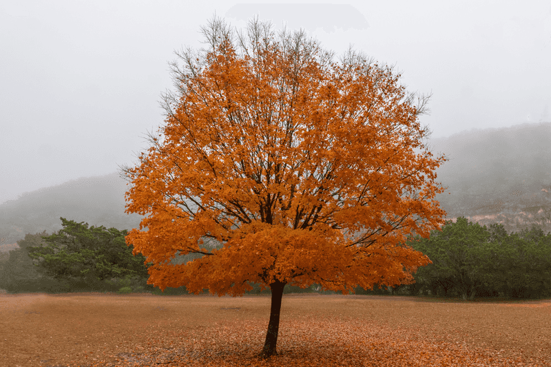 It Prefers The Right Texas Microclimate