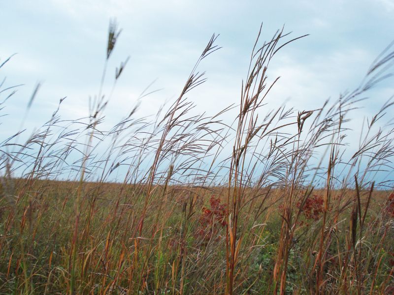 It Provides Habitat For Pennsylvania Wildlife It Provides Habitat For Pennsylvania Wildlife