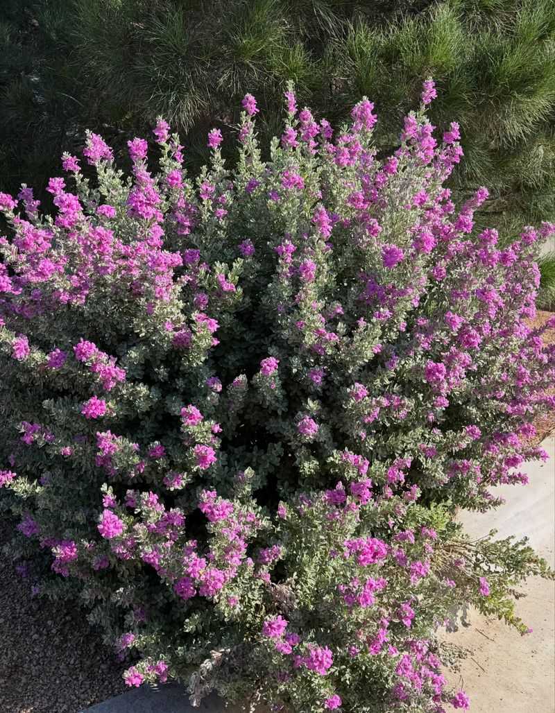 It Provides More Than Just Flowers