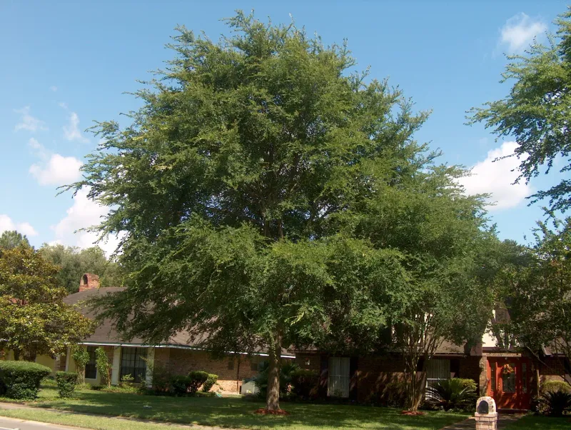 It Provides Reliable Shade For Texas Landscapes