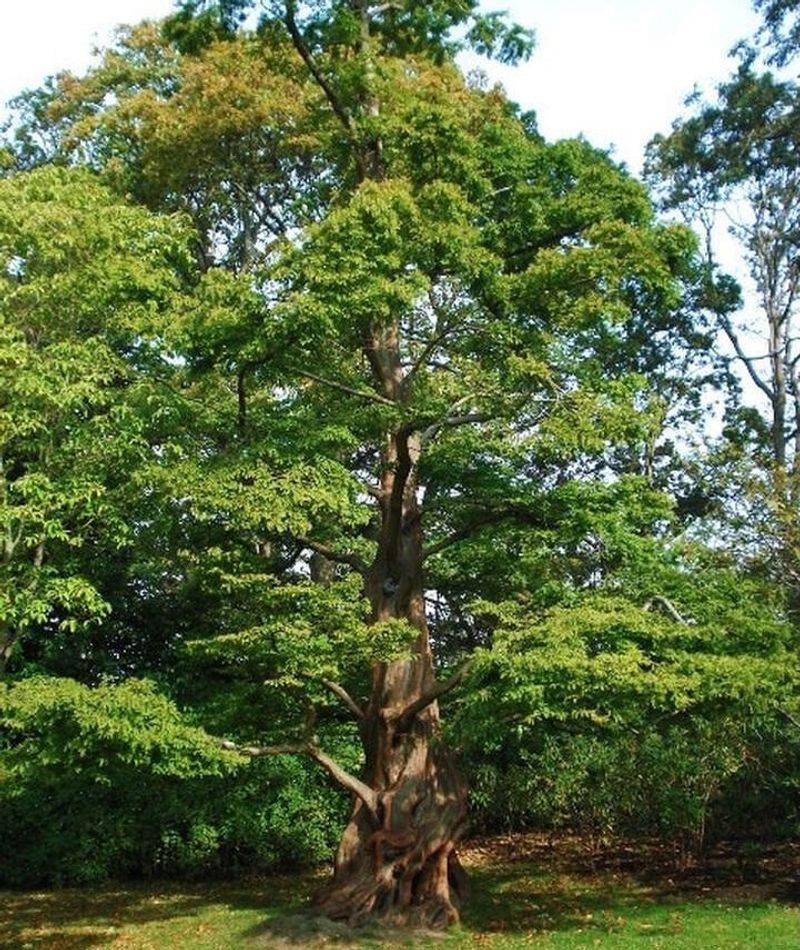 It Provides Valuable Summer Shade It Provides Valuable Summer Shade