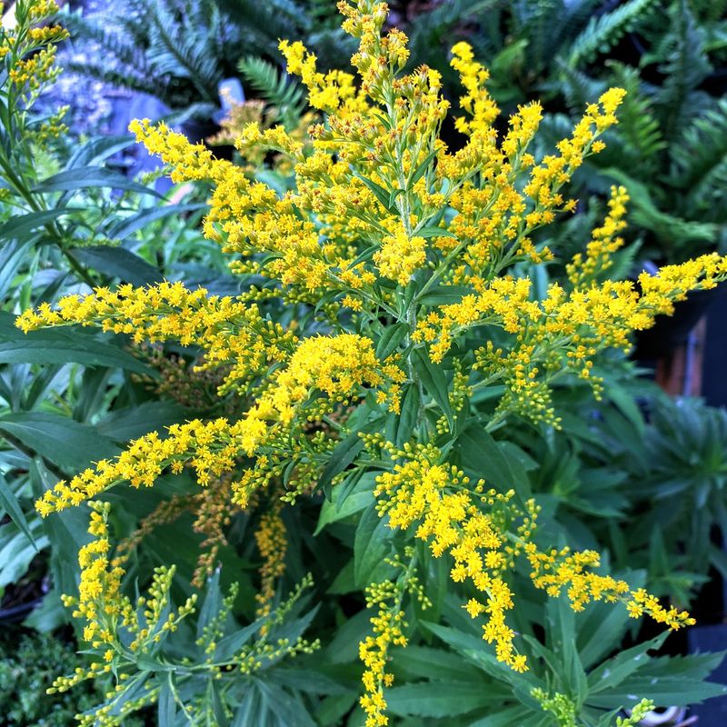 It Spreads Fast Through Open Garden Space