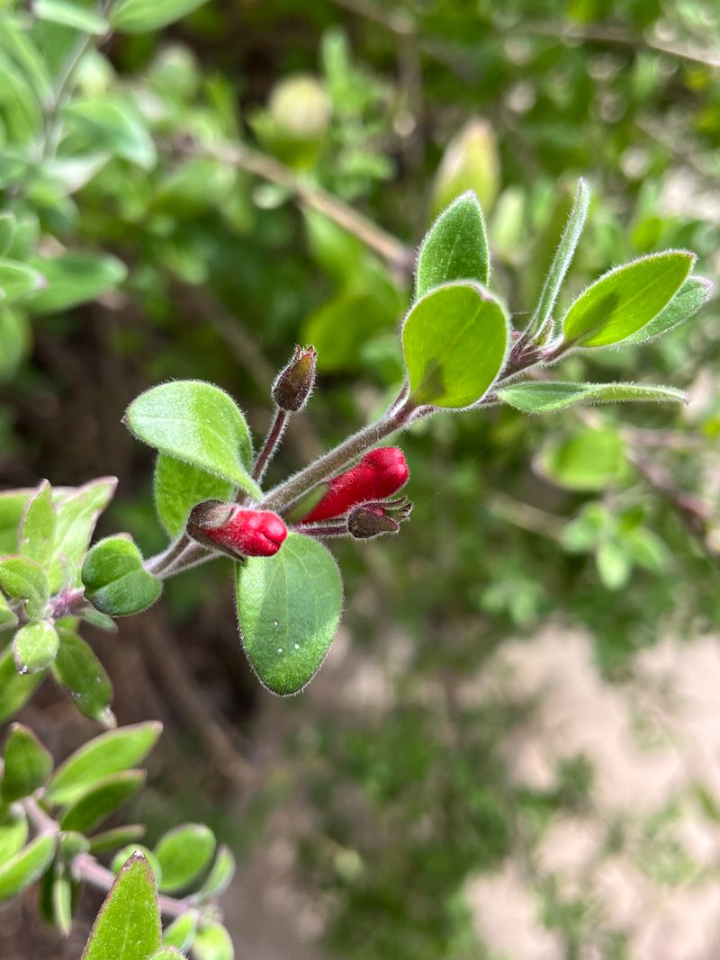 It Stays Evergreen In Mild California Gardens It Stays Evergreen In Mild California Gardens
