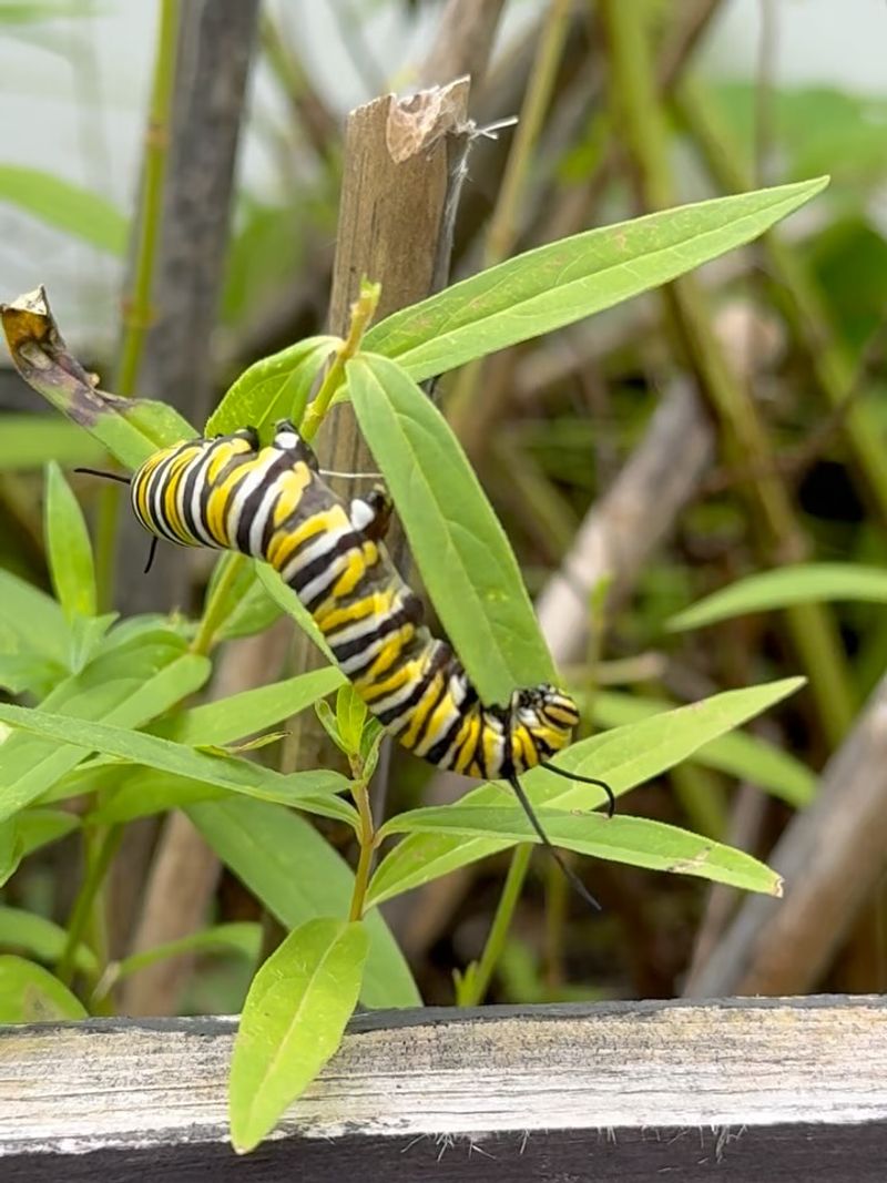 It Still Supports Monarch Caterpillars It Still Supports Monarch Caterpillars