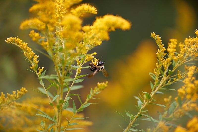 It Supports More Than Just Honeybees