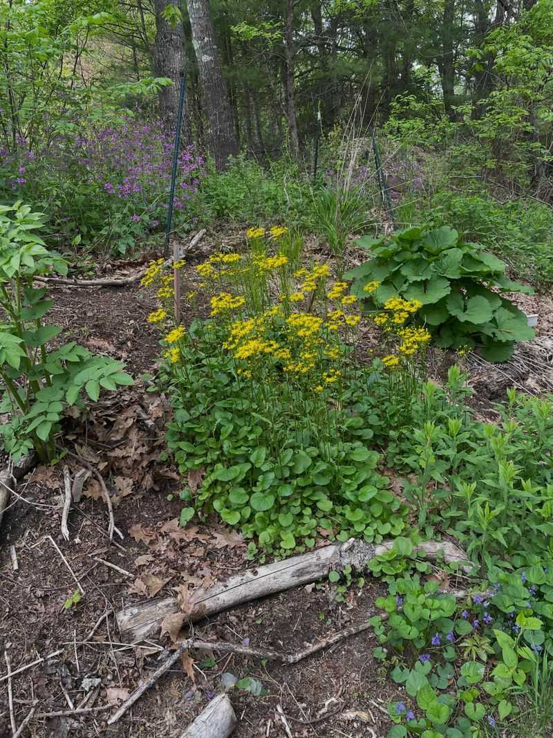 It Thrives In Part Shade