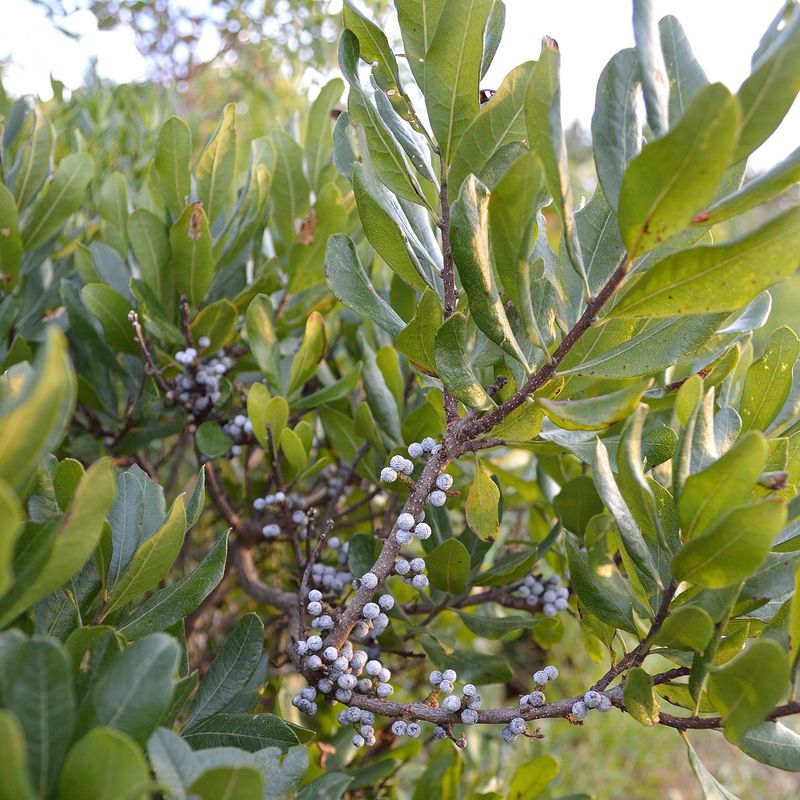 It Tolerates Salt Better Than Many Ornamentals