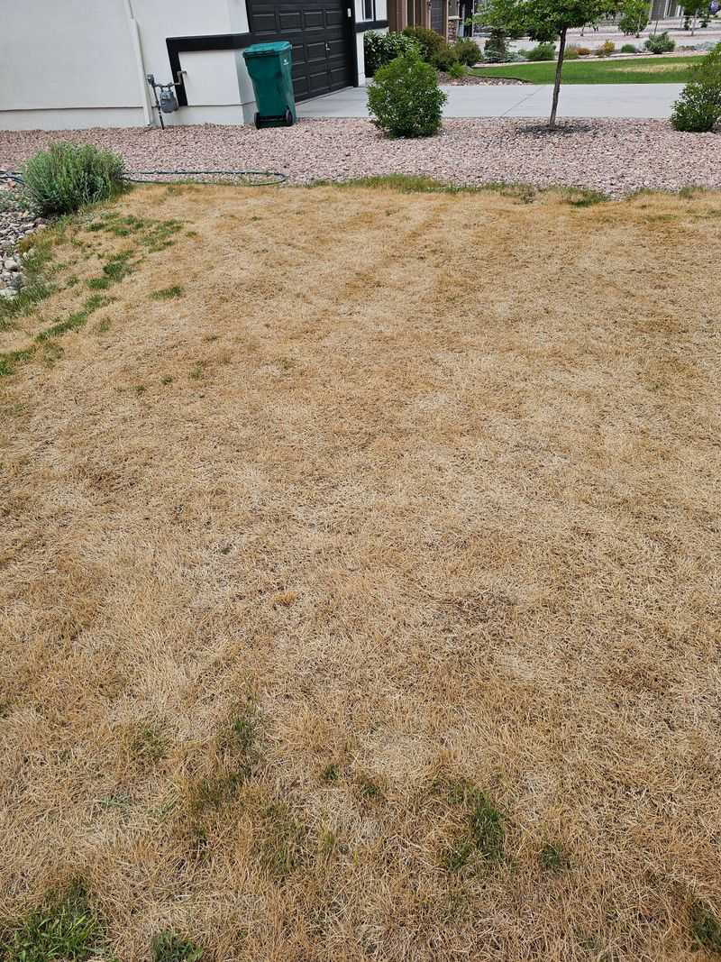 It Usually Signals Natural Summer Dormancy