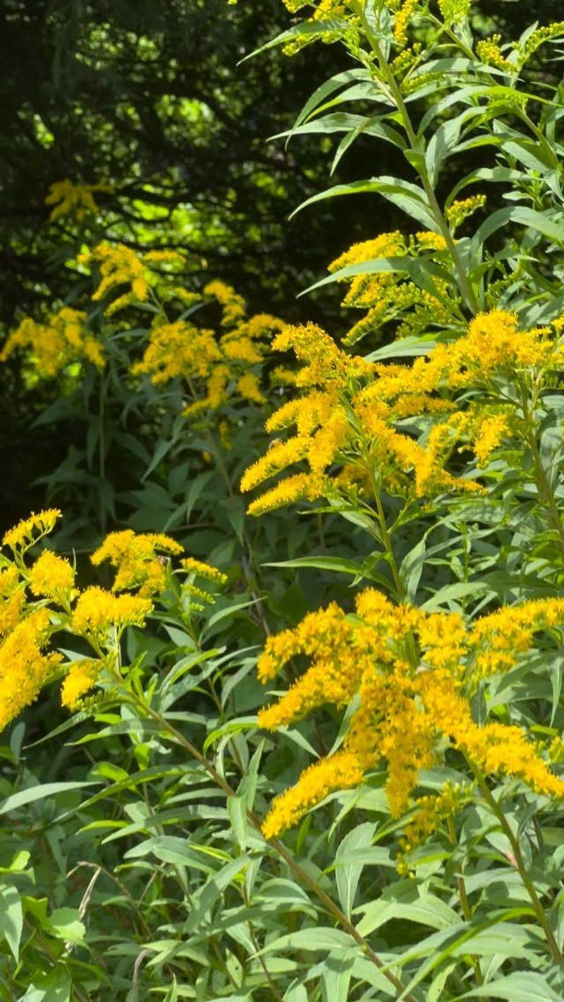 It Works Best In Naturalized Areas