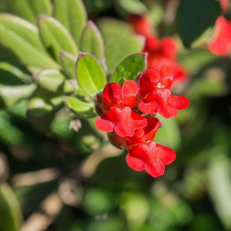 It Works Well In Sunny Coastal Gardens It Works Well In Sunny Coastal Gardens