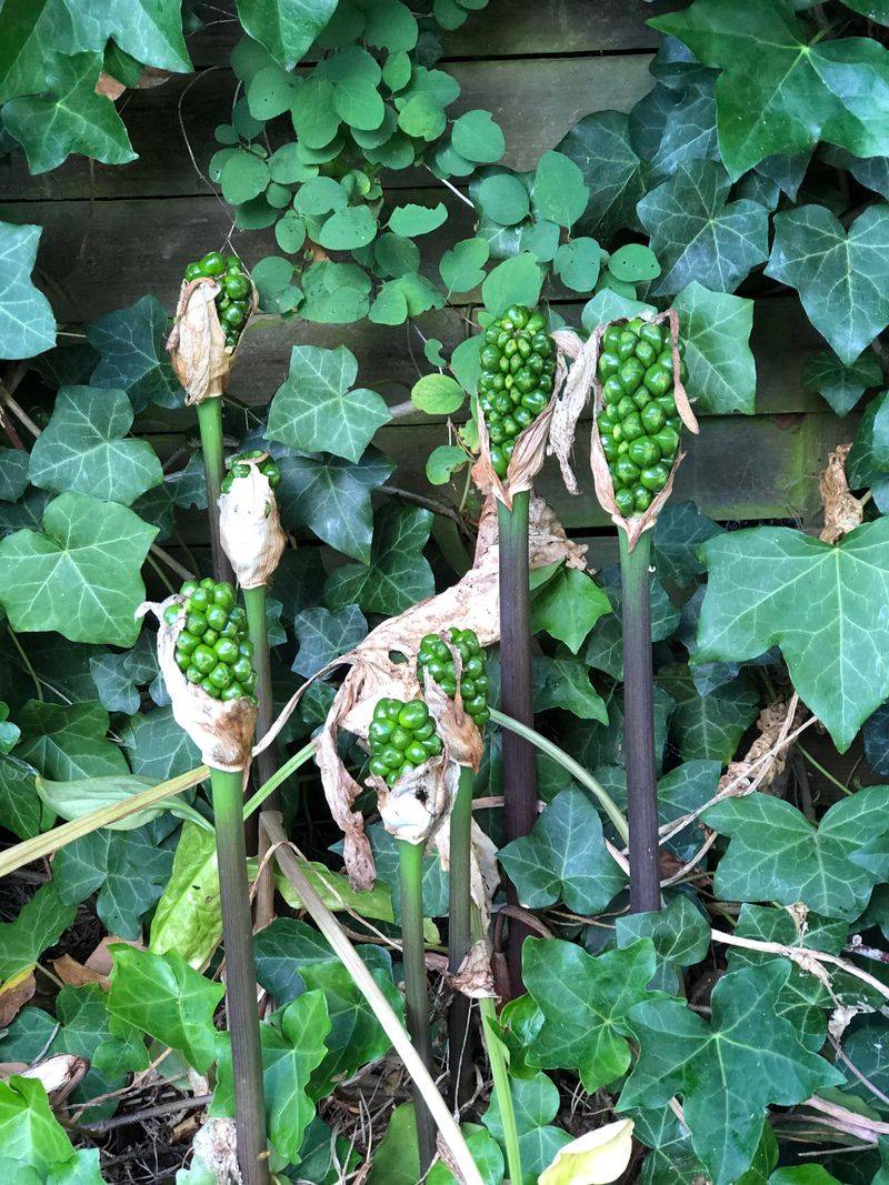 Italian Arum Hides Behind Pretty Berries Italian Arum Hides Behind Pretty Berries