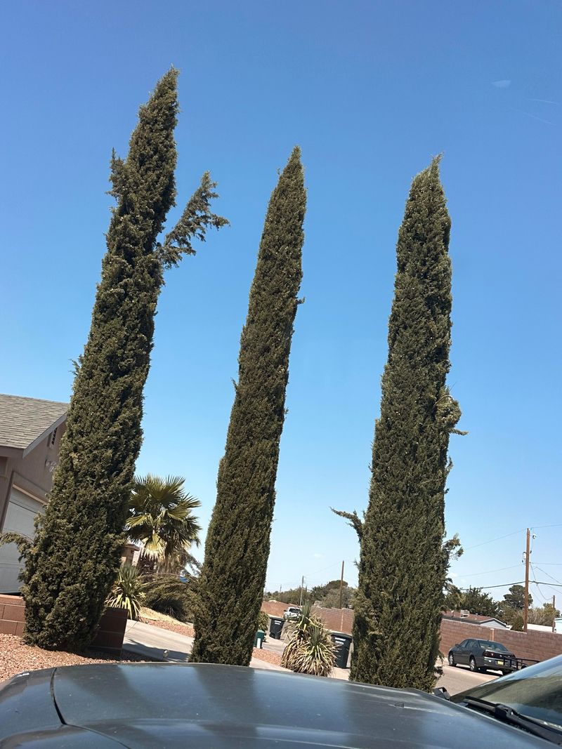 Italian Cypress Turning Into Tall Green Torches Italian Cypress Turning Into Tall Green Torches