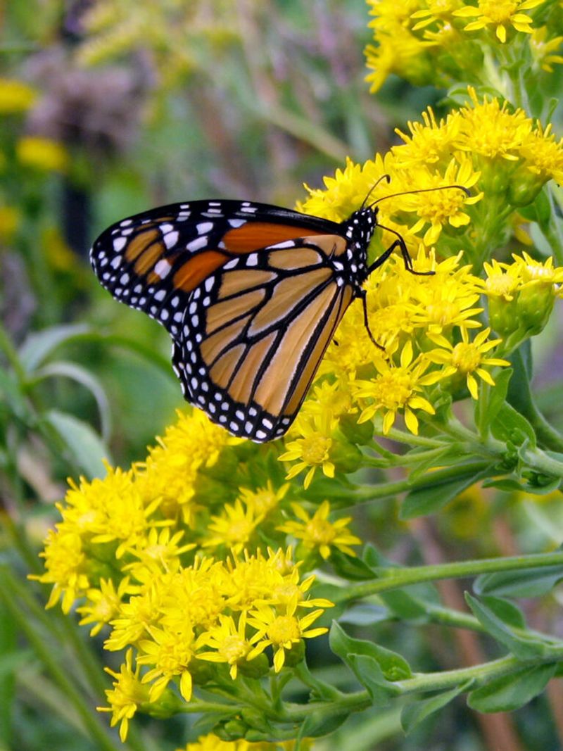 Its Bloom Overlaps Fall Monarch Migration Its Bloom Overlaps Fall Monarch Migration