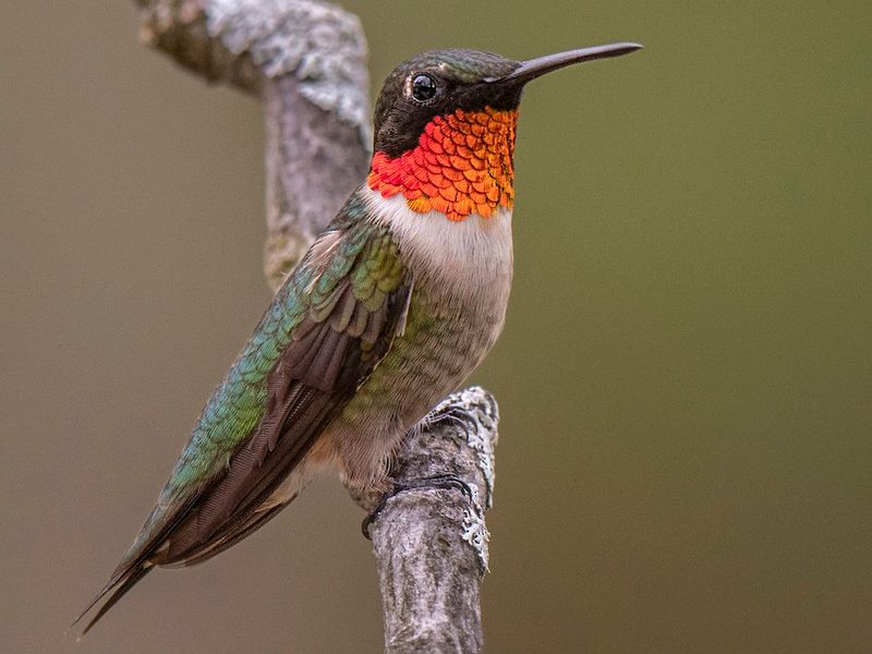 Its Blooming Season Matches Peak Hummingbird Activity Its Blooming Season Matches Peak Hummingbird Activity