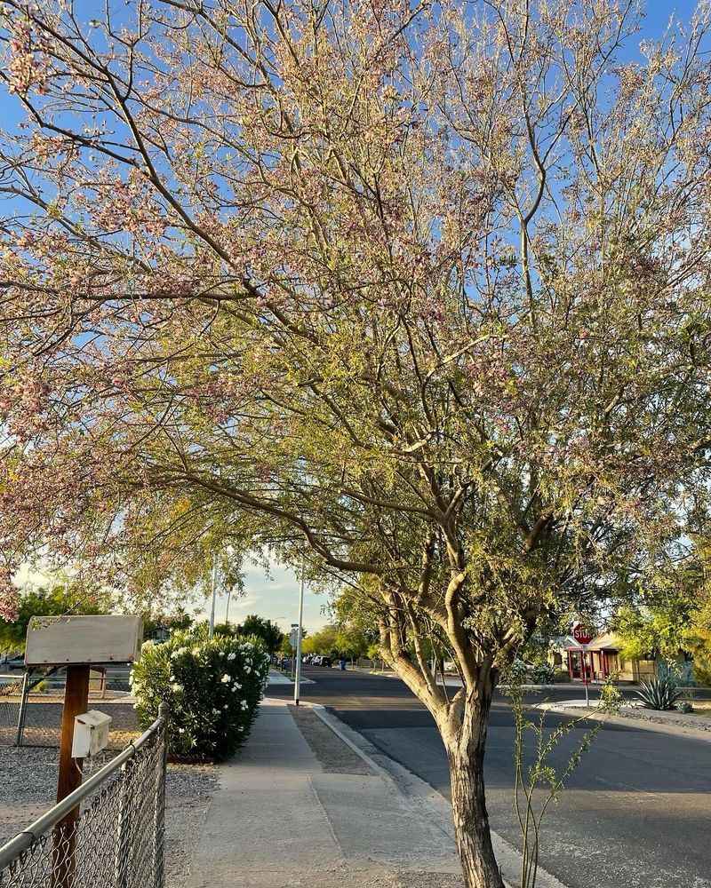 Its Dense Canopy Creates Valuable Summer Shade