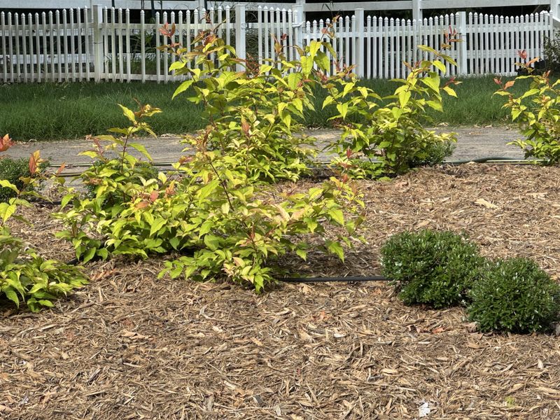 Its Dense Growth Can Fill Bare Ground Without Becoming A Tall Wall