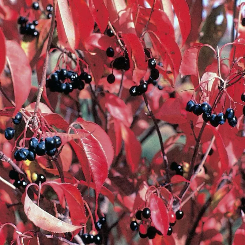 Its Fall Color Can Rival Burning Bush