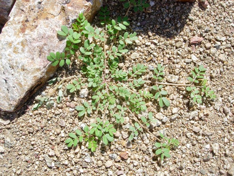 Its Fast Growth Lets It Spread Through Open Yard Spaces Its Fast Growth Lets It Spread Through Open Yard Spaces