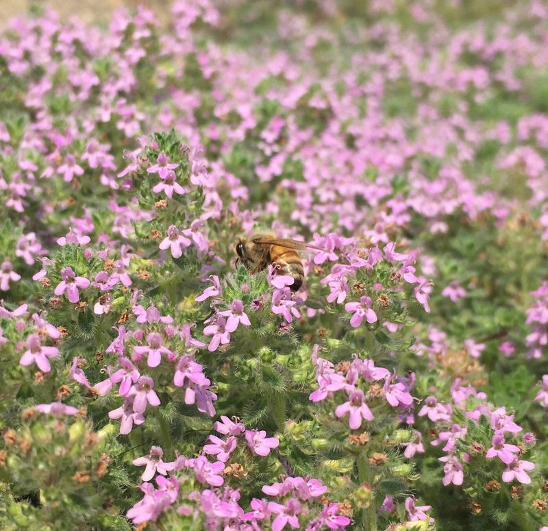 Its Flowers Bring In Pollinators Its Flowers Bring In Pollinators