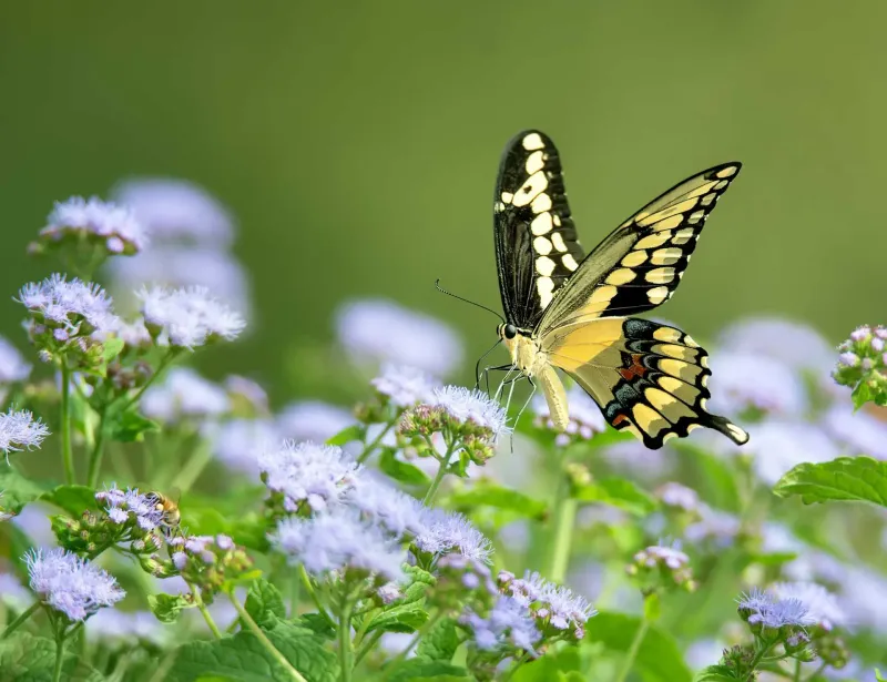 Its Flowers Support Fall Pollinators Its Flowers Support Fall Pollinators