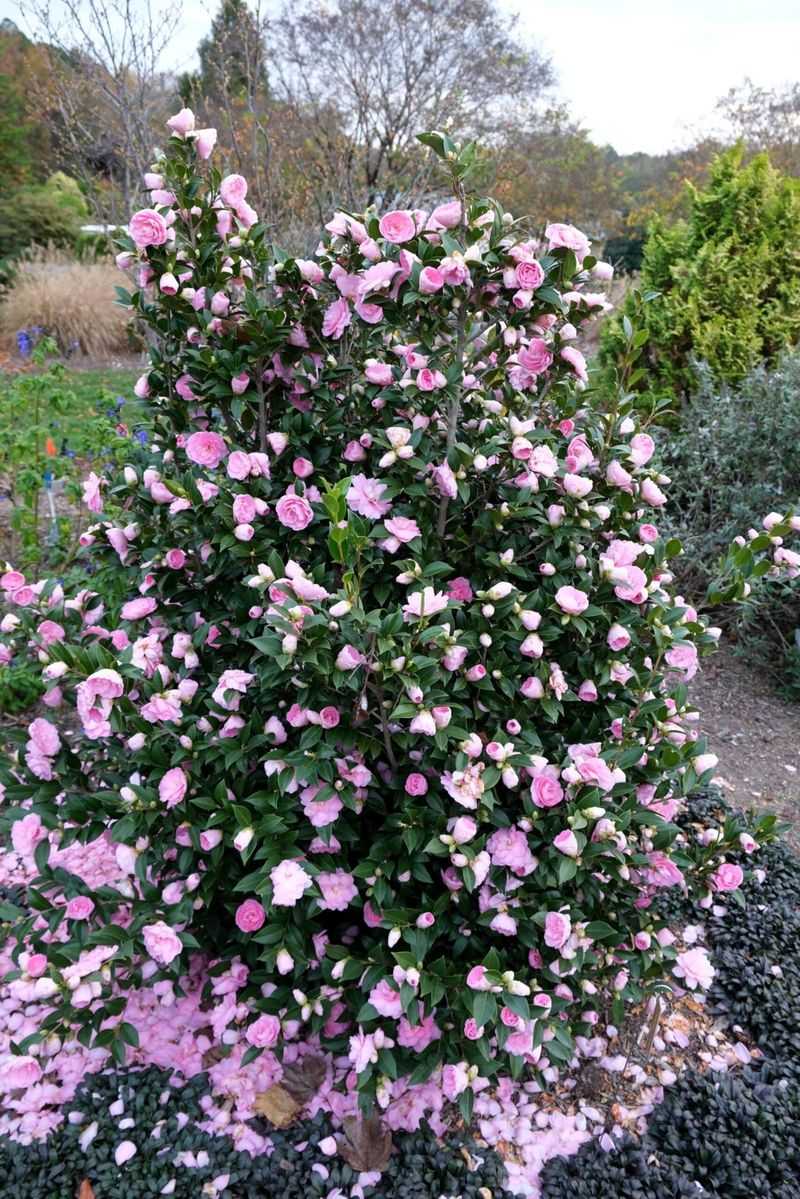 Its Growth Habit Works In Several Landscape Roles Its Growth Habit Works In Several Landscape Roles