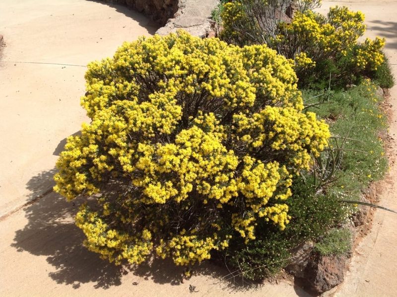 Its Late Blooming Season Can Stretch Into Winter Its Late Blooming Season Can Stretch Into Winter