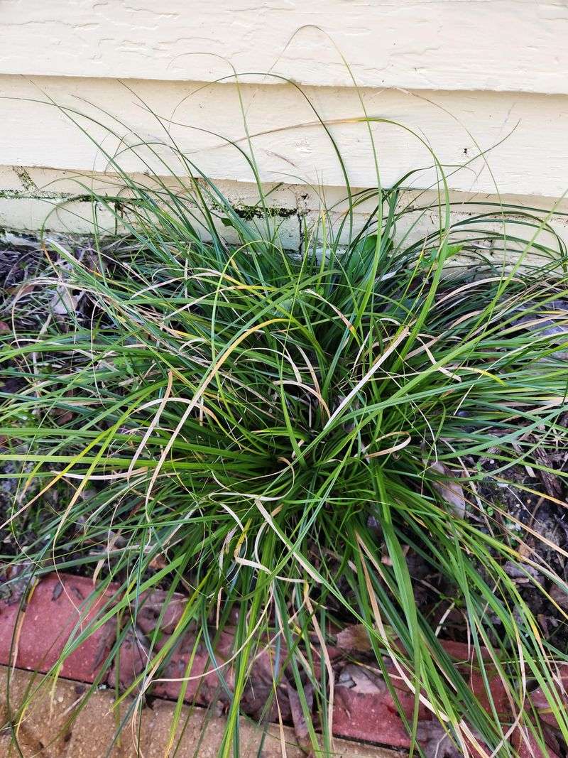 Its Leaf Canopy Blocks Heat Before It Reaches The Roots