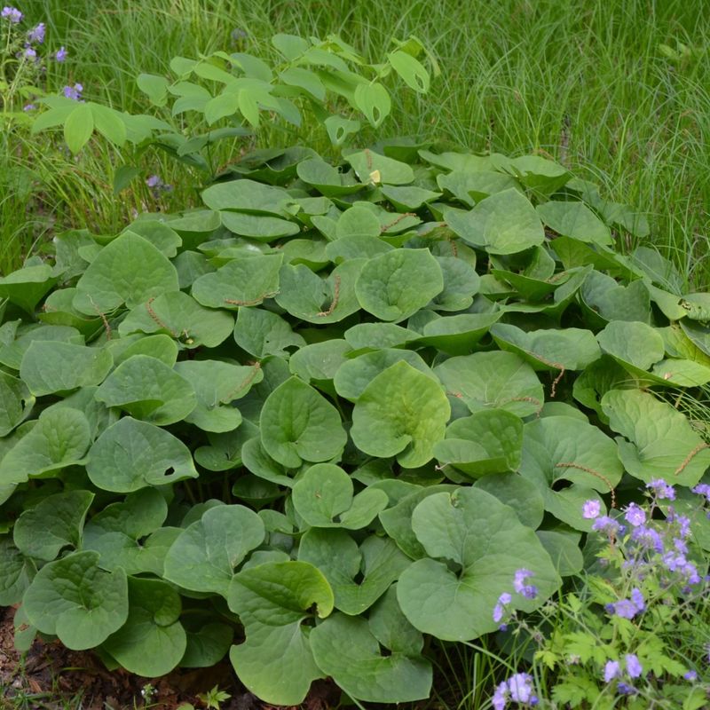 Its Leaves Cover The Soil Like Mulch