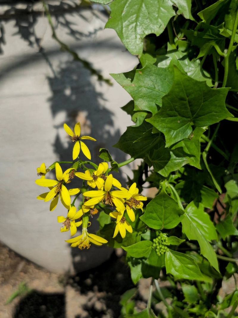 It's Looking Pretty While Taking Over Everything