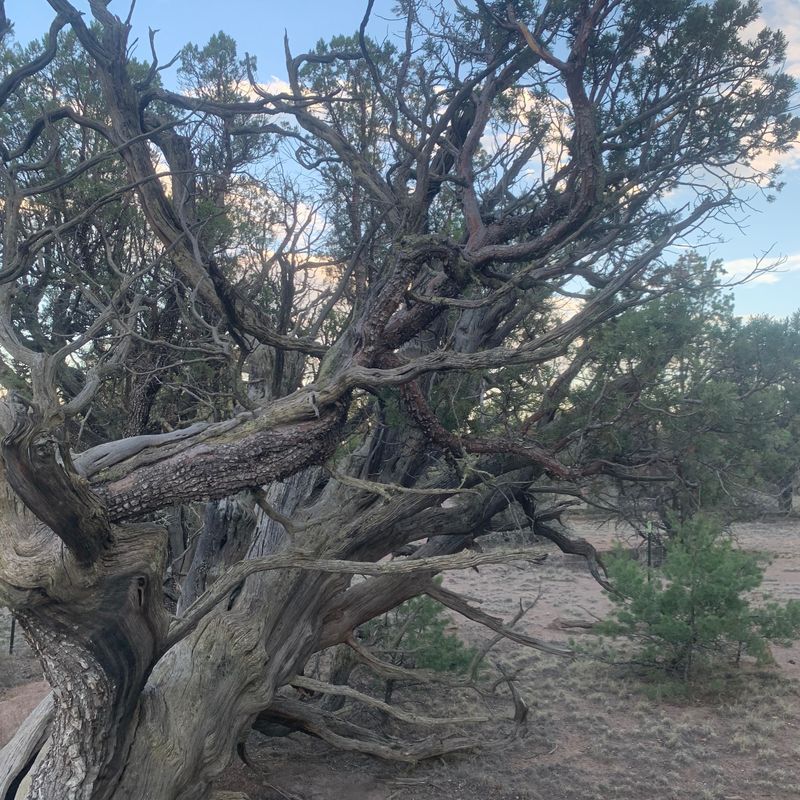 Its Low Branches Can Help Fire Climb Its Low Branches Can Help Fire Climb