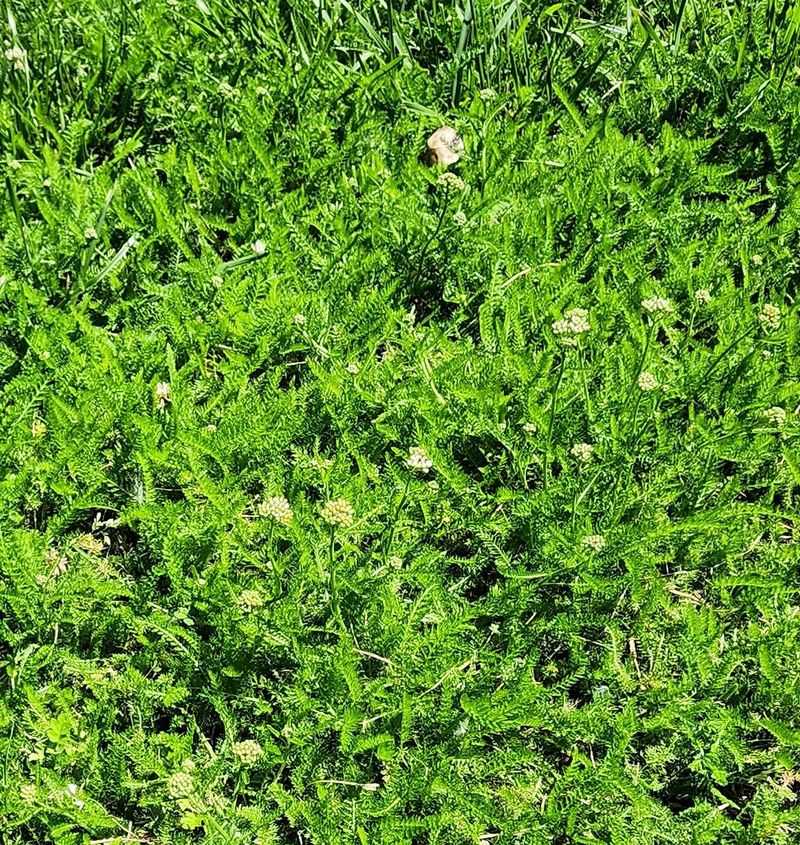 Its Low Growth Can Create A Soft Meadow-Like Carpet