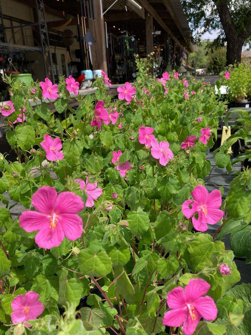 It's More Than Just A Heat-Proof Splash Of Pink It's More Than Just A Heat-Proof Splash Of Pink
