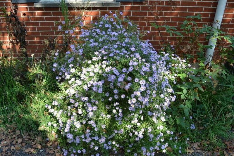 Its Mounding Shape Fits Garden Borders