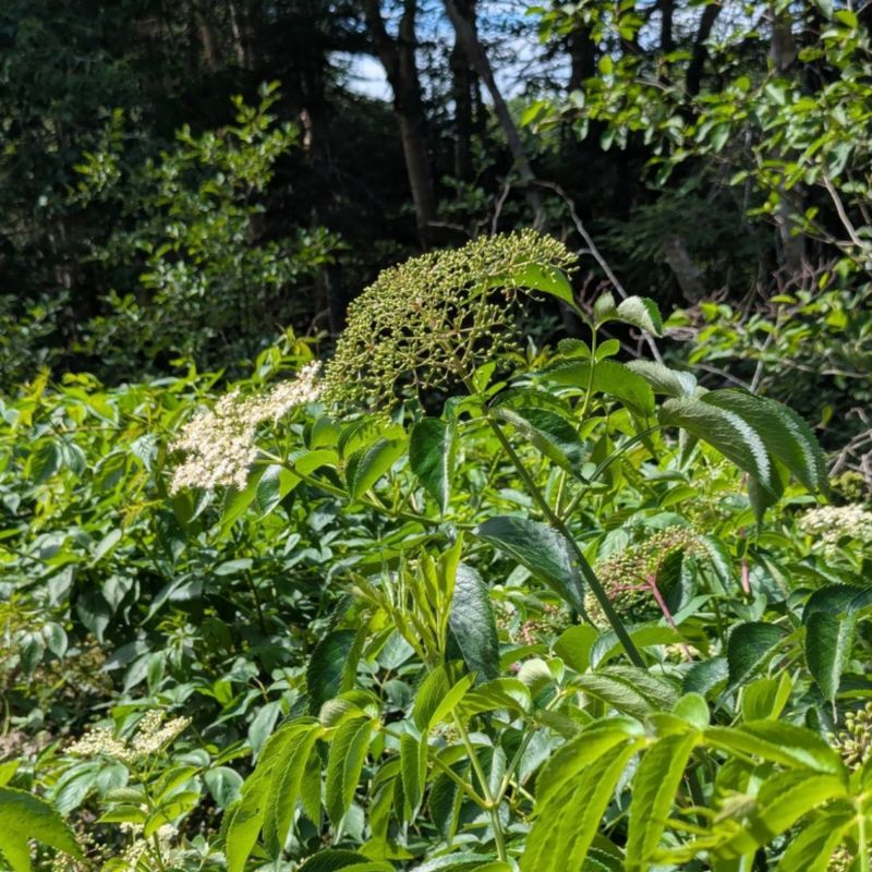 Its Multi-Stemmed Habit Creates A Dense Screen