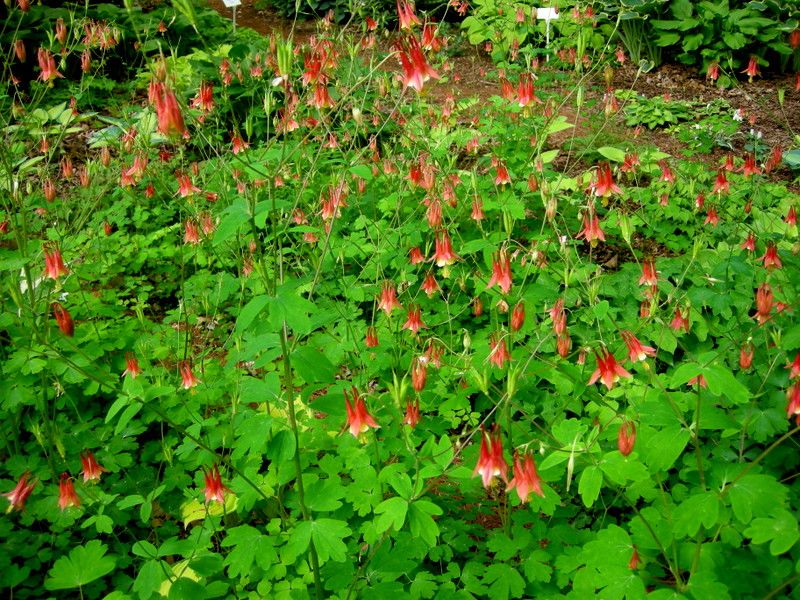 Its Native Roots Fit Woodland Gardens Better Than Many Hybrids