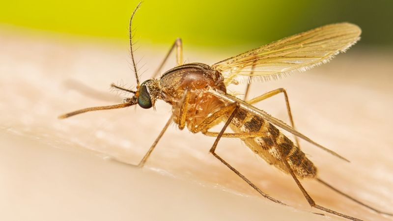 Its Natural Oils May Help With Mosquito Concerns Its Natural Oils May Help With Mosquito Concerns
