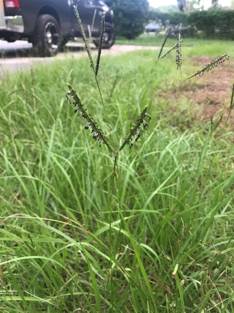 Its Naturally Open Growth Can Make Weeds Stand Out More