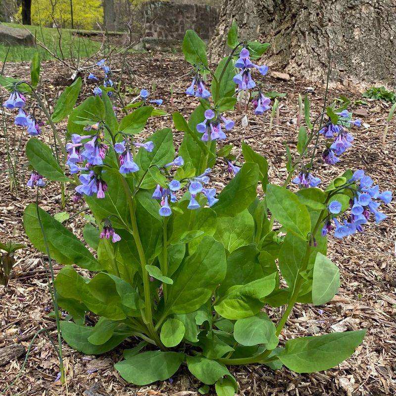 Its Nodding Flowers Look Nothing Like Virginia Bluebells