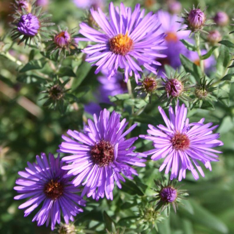 Its Purple Flowers Bring Strong Fall Color