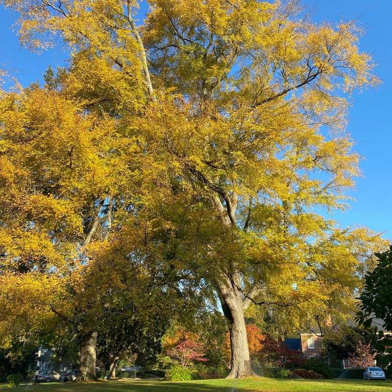 Its Roots Cause Fewer Hardscape Headaches Than Many Big Shade Trees