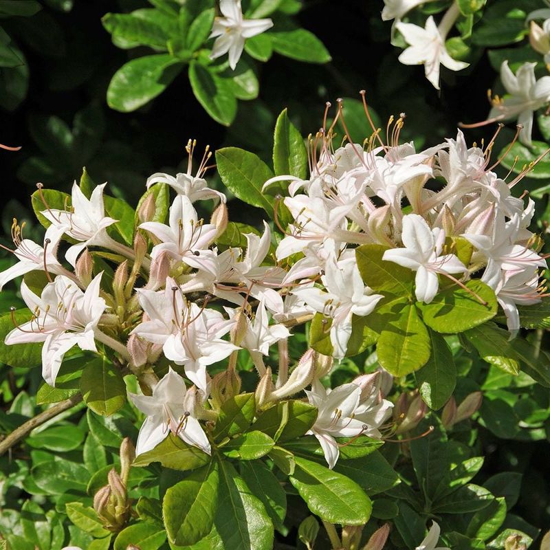 Its Roots Handle Moist Soil Better Than Many Shrubs Its Roots Handle Moist Soil Better Than Many Shrubs