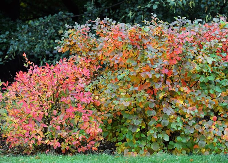 Its Rounded Shape Fits Easily Into Shrub Borders