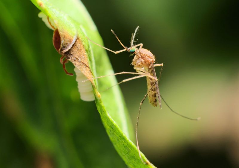 Its Scent Can Help Discourage Nearby Mosquitoes Its Scent Can Help Discourage Nearby Mosquitoes