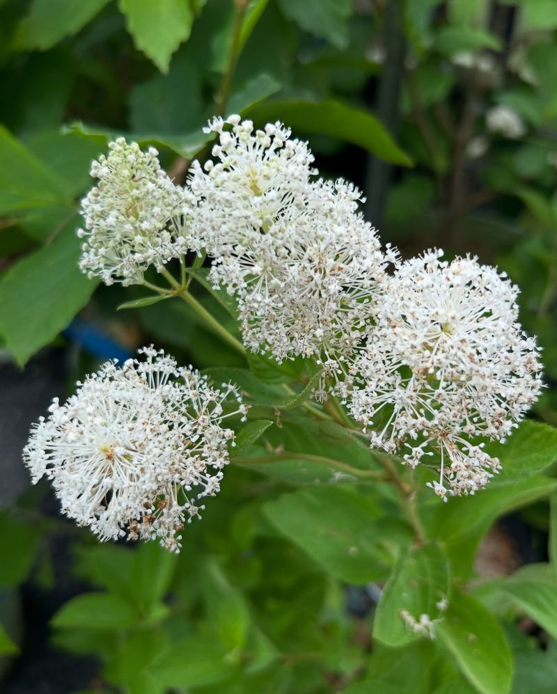 Its Smaller Size Fits Into Spots Larger Shrubs Can Overwhelm