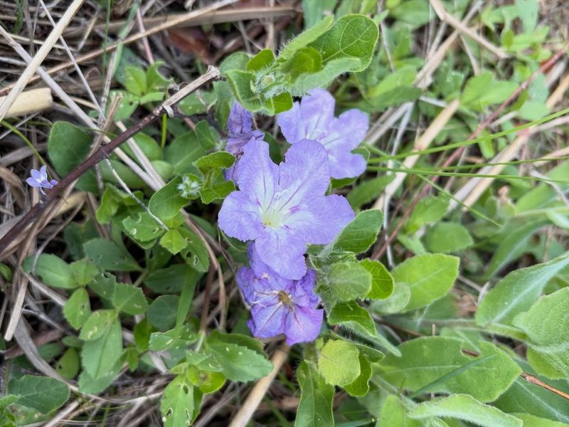 Its Spreading Habit Works As Groundcover