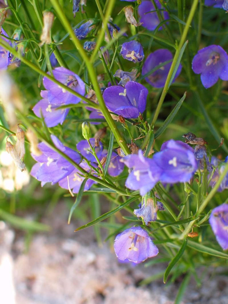 Its State Rarity Makes Wild Plants Worth Protecting