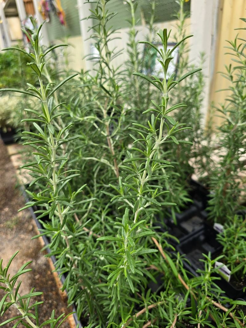 Its Strong Scent Makes Every Entrance More Inviting